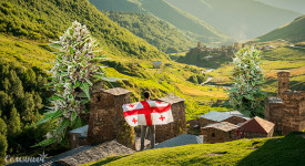 Культура выращивания каннабиса в Грузии