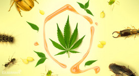 Масло ним – полезно для гровинга и для гровера