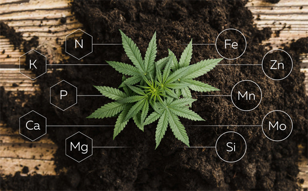 Почему важно применять удобрения для конопли Удобрения для марихуаны