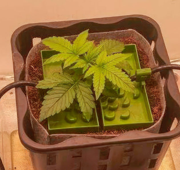 Стабильный рост марихуаны Растишка Auto Orange Bud на 2 неделе