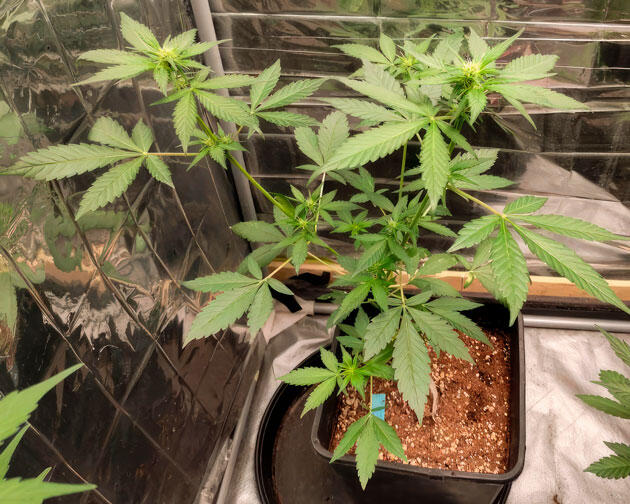 Цветение Strawberry Gorilla Auto Куст Strawberry Gorilla Auto от FastBuds ростом 45 см