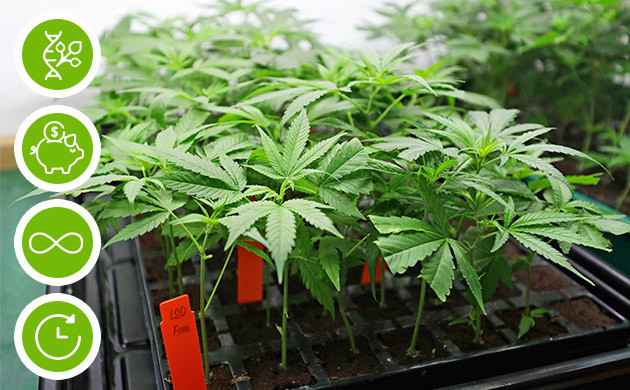 Преимущества клонирования конопли Главные плюсы клонирования конопли