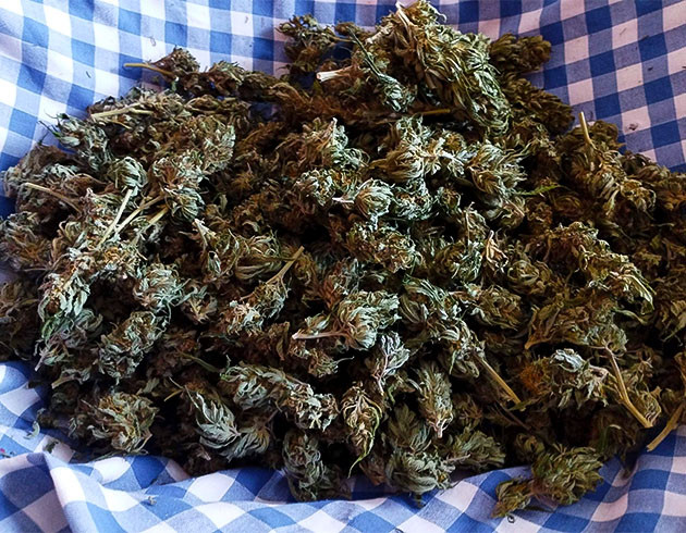 Урожай Runtz Fast Flowering Эффект и аромат Runtz Fast Flowering