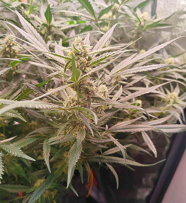 Засоление почвы Куст Gorilla Cookies Auto на стадии цветения