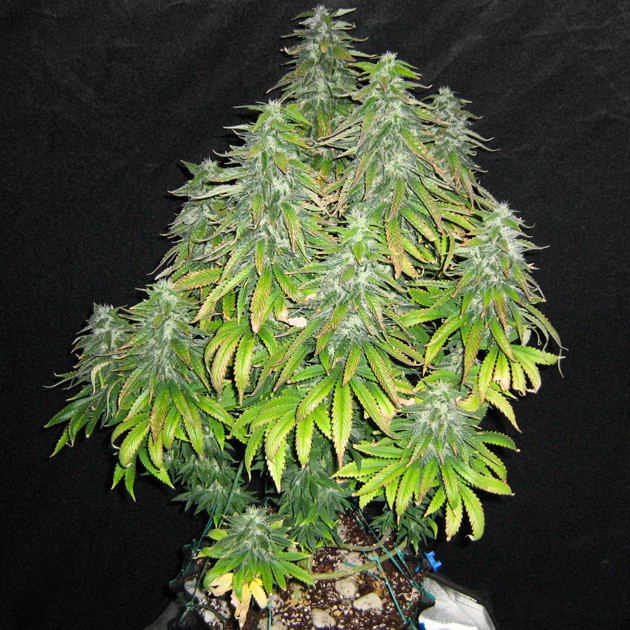 Промывка куста 55 см роста на тринадцатой неделе