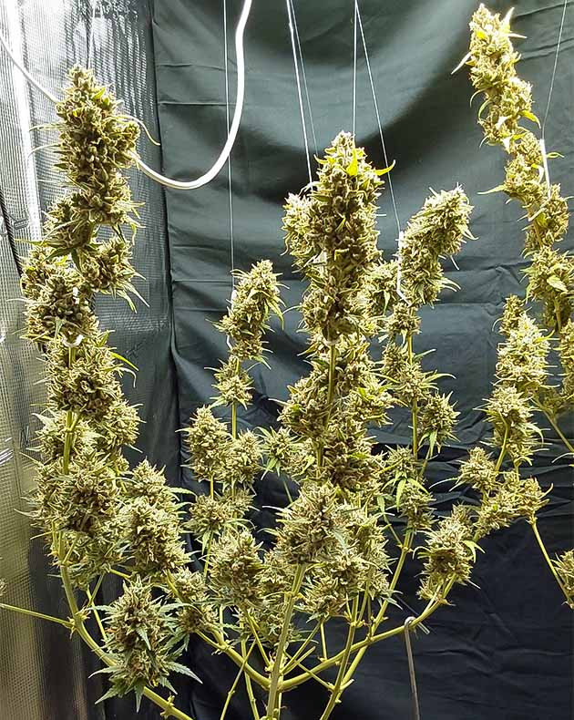 подготовка к харвесту Mimosa Cake Auto Предхарвест Mimosa Cake Auto