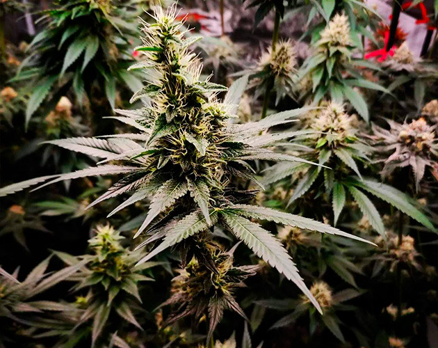 Размер бутонов на 13 неделе Набор массы шишек