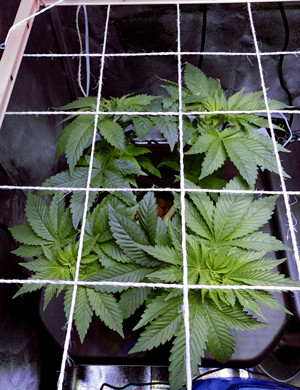 Стадия цветения конопли Цветение марихуаны