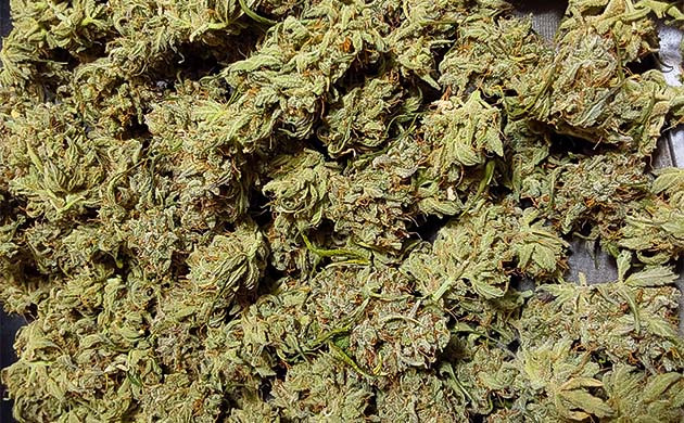 Харвест Mimosa Cake Auto Сбор урожая с кустов Mimosa Cake Auto