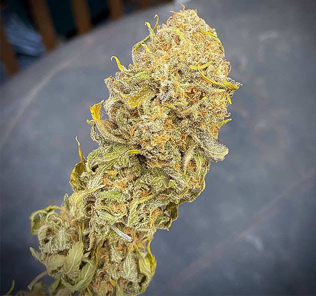 Сушка урожая и впечатления Шишка Chemical Bride