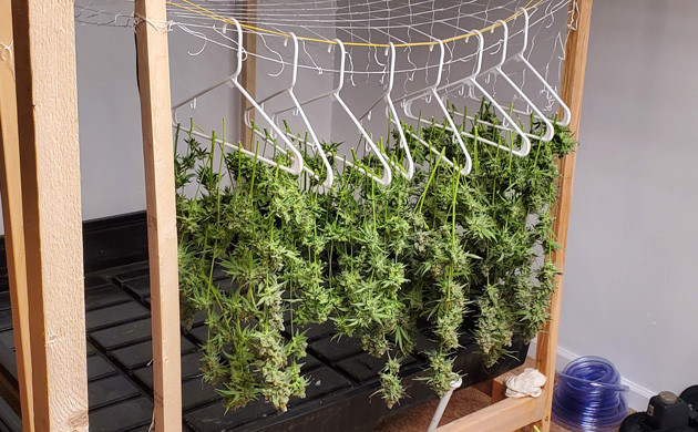 Результат выращивания Сушка ветвей