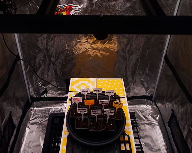 Проращивание семян нескольких сортов Пересадка ростков в небольшие горшки