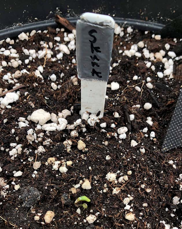 Медленное прорастание из-за низких температур Проклюнувшийся росток конопли