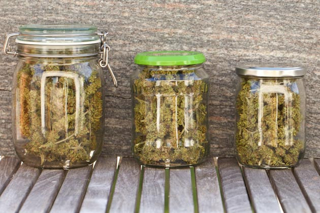 Итоги выращивания Atomical Haze: впечатления и результат Баланс high и stone для идеального отдыха Atomical Haze