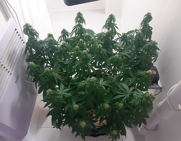 Питание Critical Orange Punch Auto Начало цветения Critical Orange Punch Auto