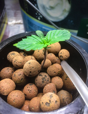 Начало стадии вегетации 1 пара листьей Gorilla Glue Auto