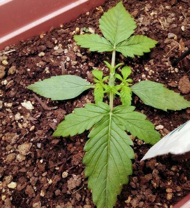 Проведение топпинга и полив конопли Росток Godfather OG Auto на 2 неделе развития