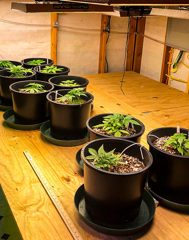 выращивание сорта конопли Gelato Auto