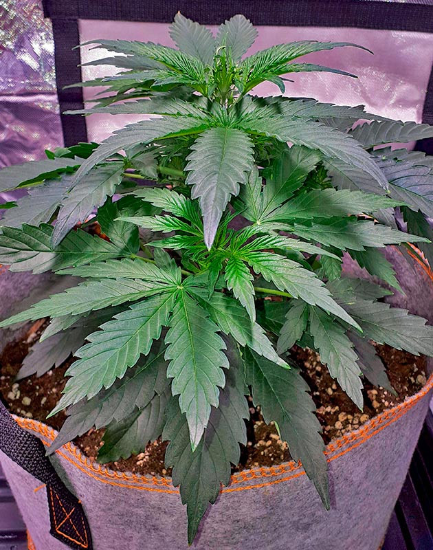 4 неделя выращивания марихуаны Apollo F1 Auto ростом 24 см