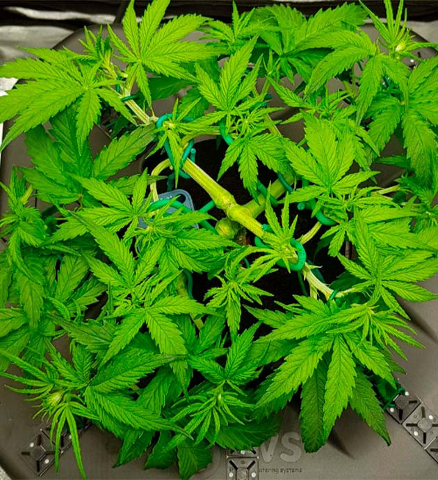 Установка нормальных pH, EC и влажности Появление точек роста соцветий