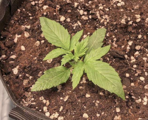 Удобрения для Pink Rozay Auto Полив и освещение Pink Rozay Auto