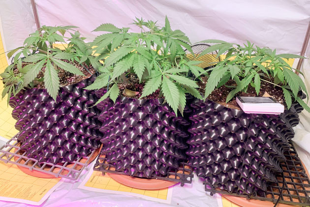 LST и полив марихуаны Кусты Gorilla Auto на стадии вегетации