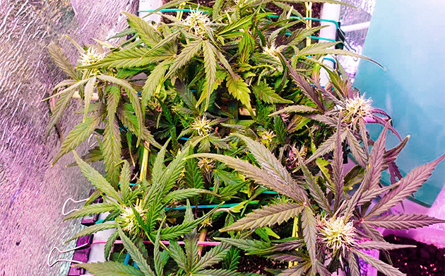 “Лоурайдер” в конце пятой недели Куст каннабиса причудливой формы