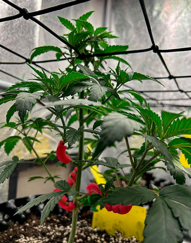 Конопля на 5 неделе роста Марихуана ростом 30 см