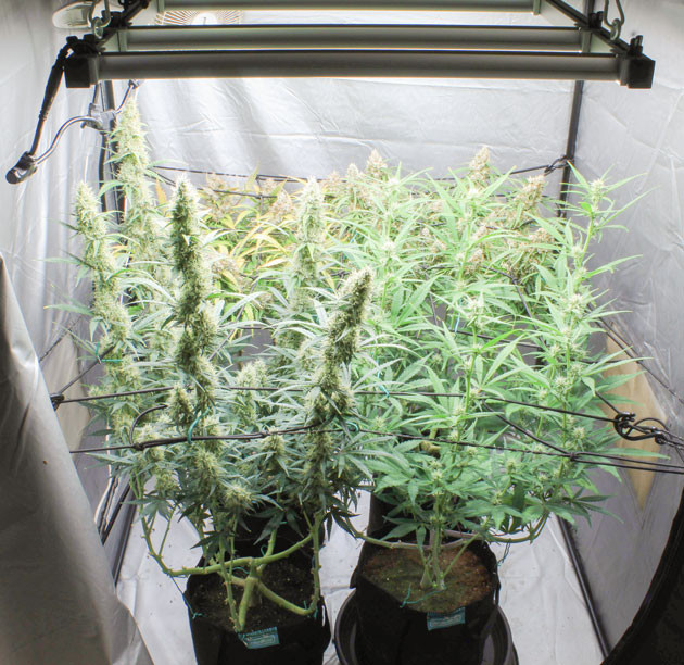 Текущие изменения и ожидания харвеста Tropicana Cookies Auto Tropicana Cookies Auto: этап цветения и ScrOG