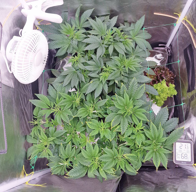 Правильная настройка освещения Параметры микроклимата для Poddy Mouth