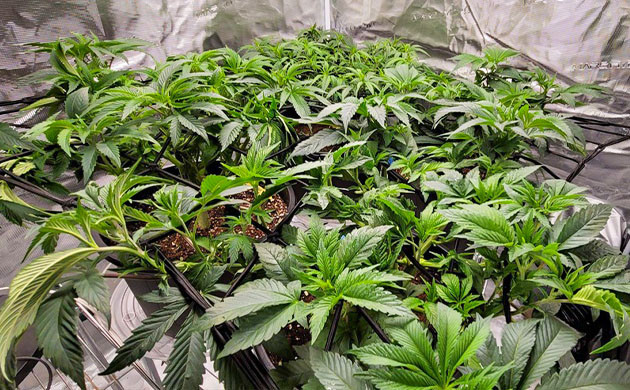 7 неделя выращивания конопли Кусты после дефолиации