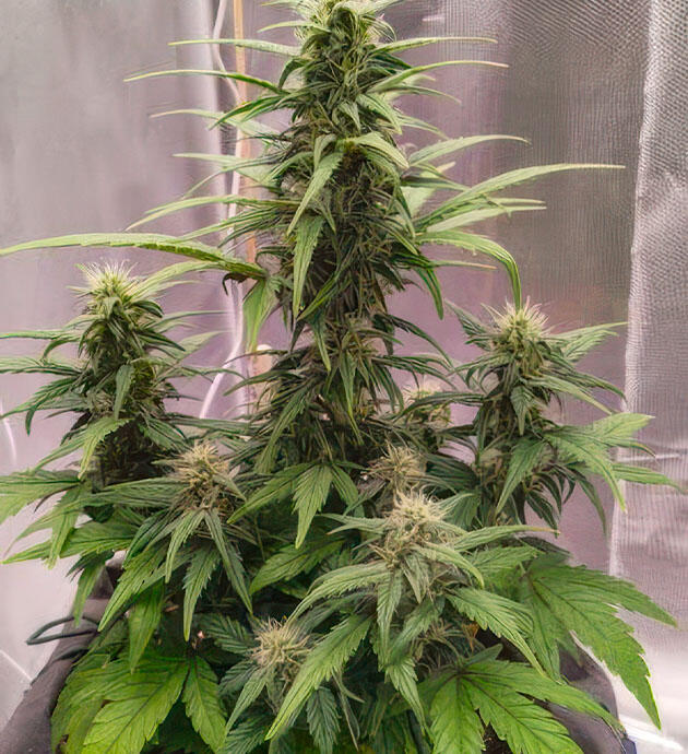 Полив с раствором Куст +Speed Auto на фазе цветения