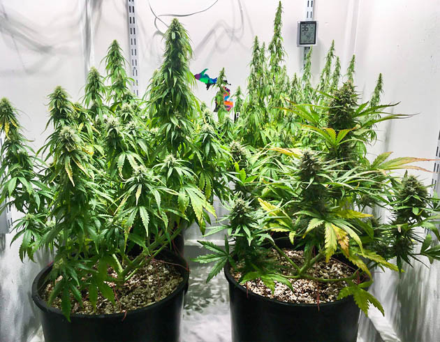 Восьмая неделя выращивания Растения конопли ростом 55 см