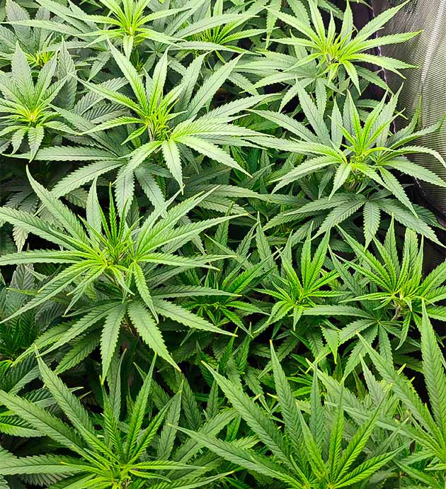 Смена режима освещения Куст Godzilla Original Glue GG#4 от Herbies Seeds ростом 45 см