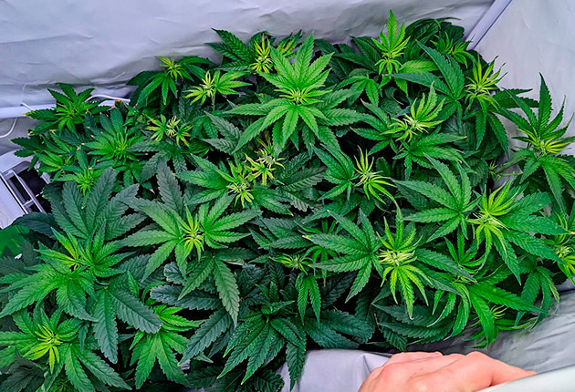 Неправильная работа pH-зонда Кусты Bruce Banner #3 от Herbies Seeds на 7 неделе