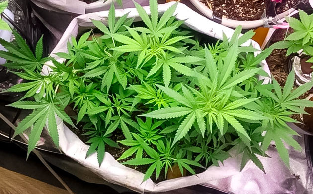 Полив конопли водой без добавок 9 неделя марихуаны