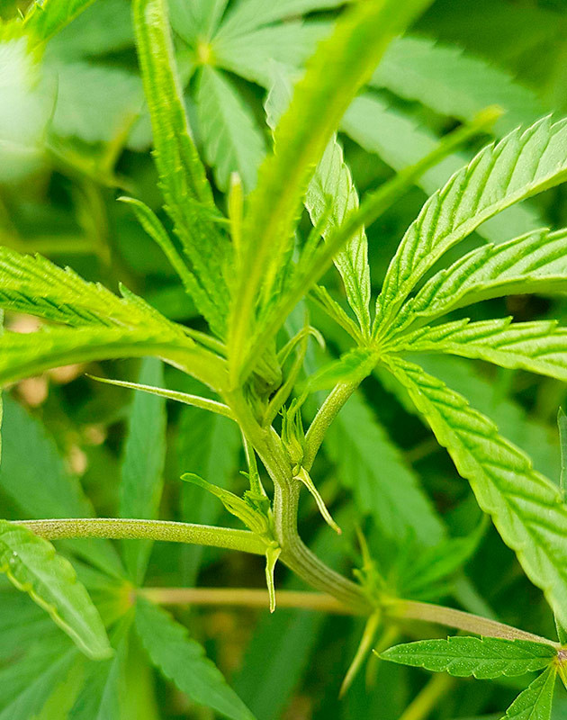 Цветение куста Runtz Muffin Куст Runtz Muffin на цветении