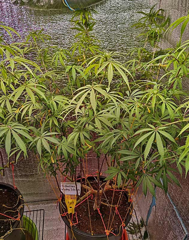 Whiskey Zulu Auto на 6 неделе выращивания Дефолиация марихуаны
