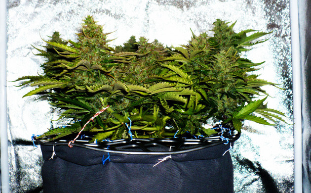 Девятая неделя выращивания Небольшой куст с большими шишками