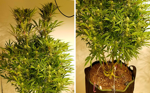 Высота куста конопли Amherst Sour Diesel Amherst Sour Diesel каннабис