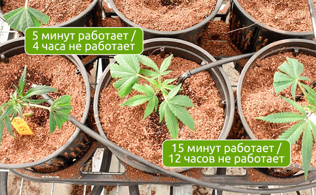 Настройка периодичности полива Правила полива: индивидуальный подход