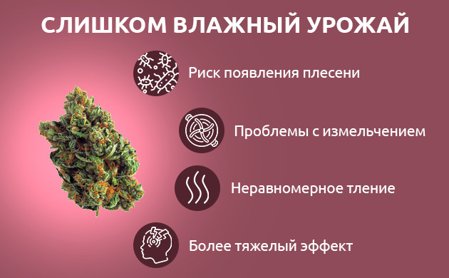 Причины слишком влажных соцветий конопли Влажный урожай