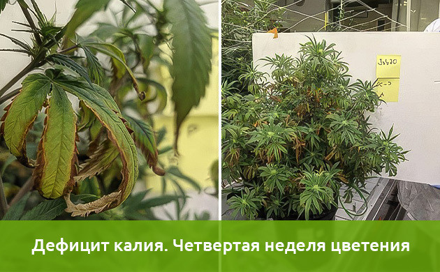 Эксперимент на дефицит калия Исследования недостатка калия в конопле