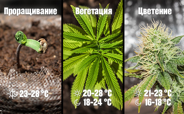 Температура для разных стадий роста Показатели температуры для проращивания, вегетации и цветения