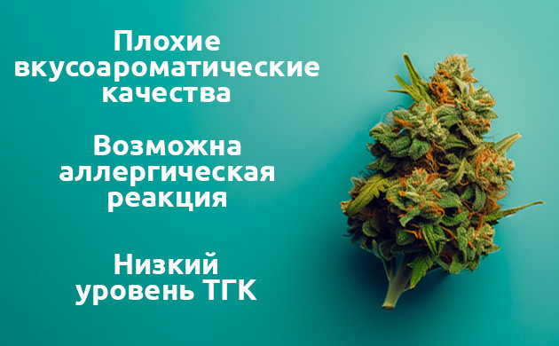 Влияние опыления на качество соцветий Как опыление изменяет вкусоароматические качества конопли