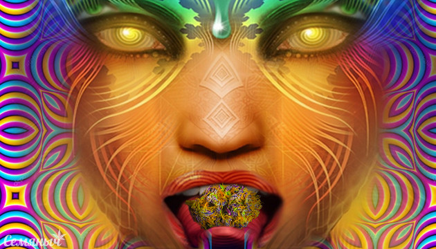 Сорт конопли LSD