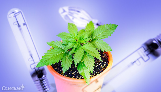 Все о лампах ДНаТ для выращивания конопли Лампы ДНаТ для каннабиса