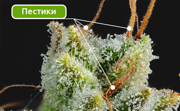 Пестики конопли и их функции Стигмы марихуаны: репродуктивная роль