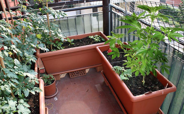 Автоцветы для выращивания на балконе Выбор сорта конопли