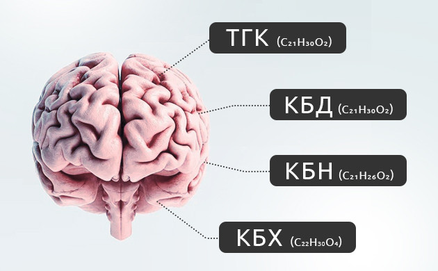 Главные действующие вещества и их свойства